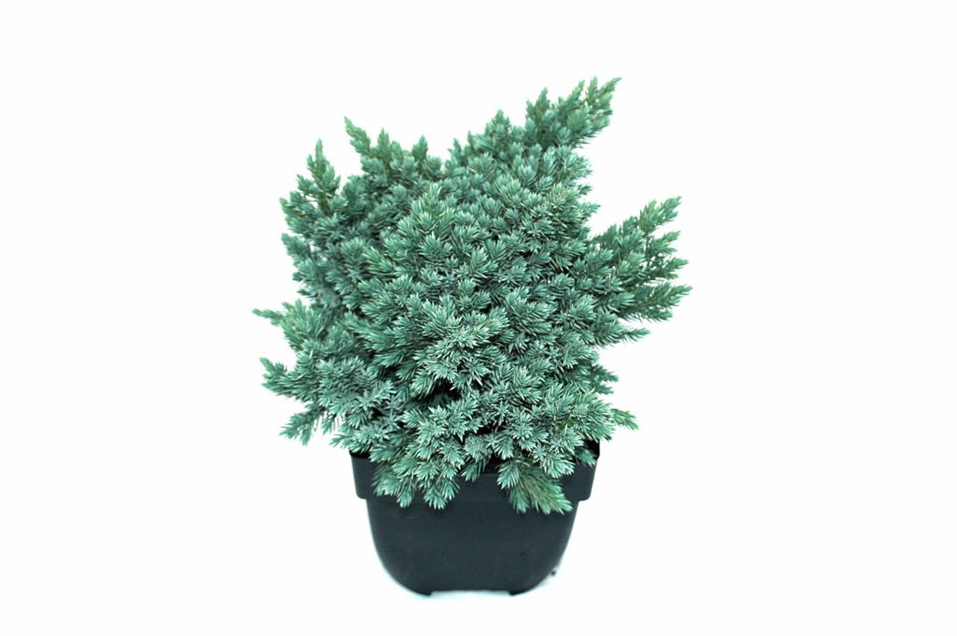 Juniperus squamata 'Blue Star' - C2